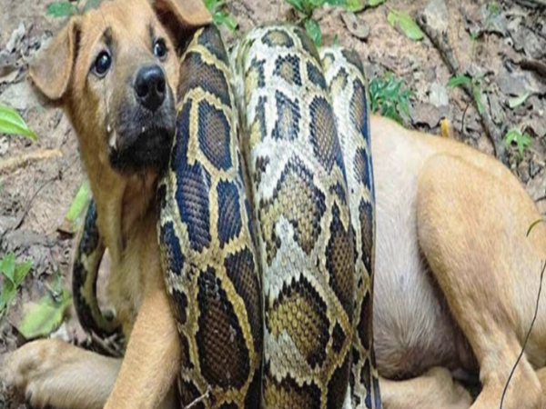 The Poor Mother Dog Was Squeezed To The Point Of Death By A Giant Python ” 90 Times ” Bigger Than Her, But Still Tried To Warn Her Little Angel Not To Get Too Close To The Danger